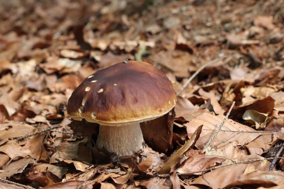 Boletus pinicola