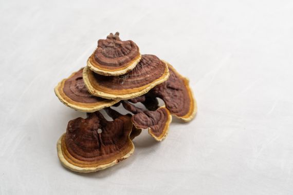 Propiedades Reishi