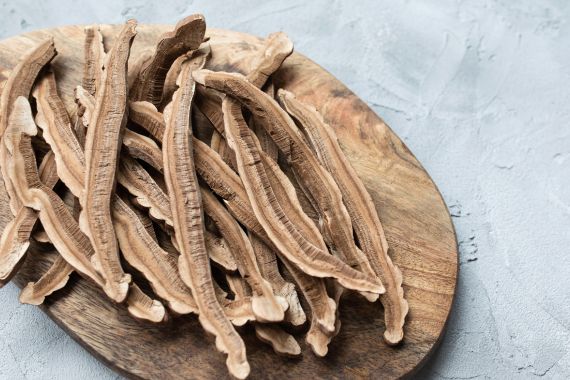 Hongos medicinales Reishi