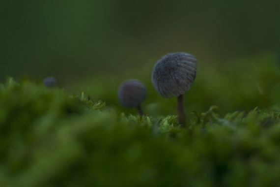 Agaricus campestris silvestre