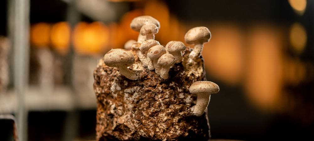 Cuánto cuestan los hongos alucinógenos