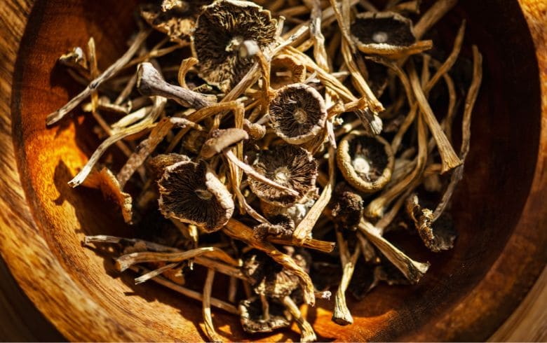 hongos psilocibios