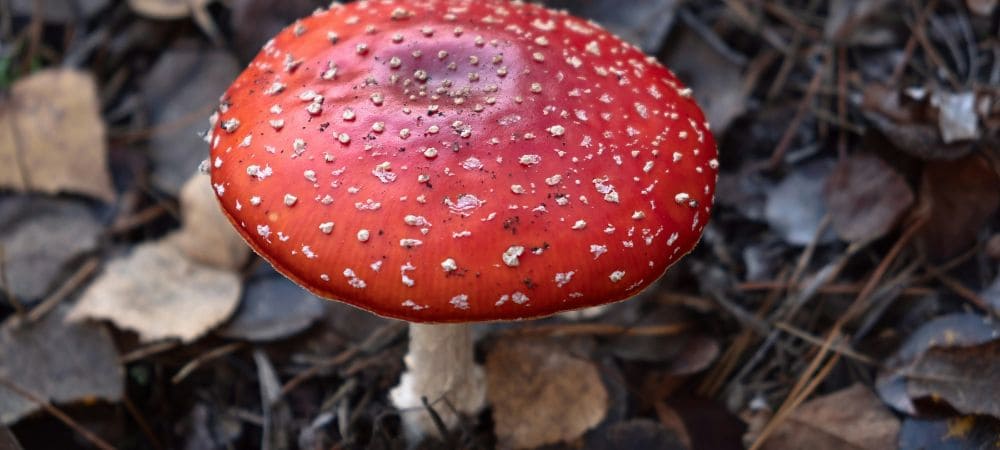 Amanita muscaria usos y efectos