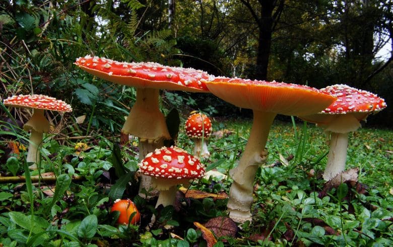 Amanita muscaria el hongo legal