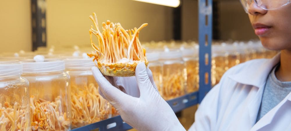 qué son los hongos cordyceps