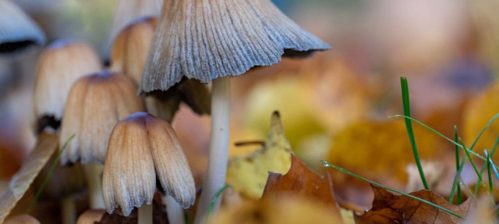 hongos psicodélicos potentes