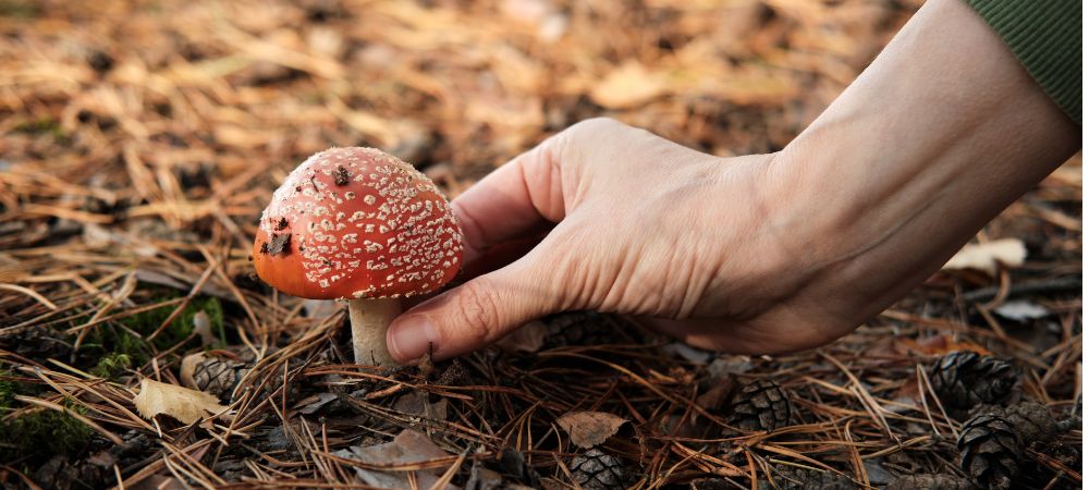 Amanita muscaria efectos