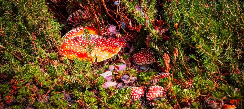 amanita muscaria efectos
