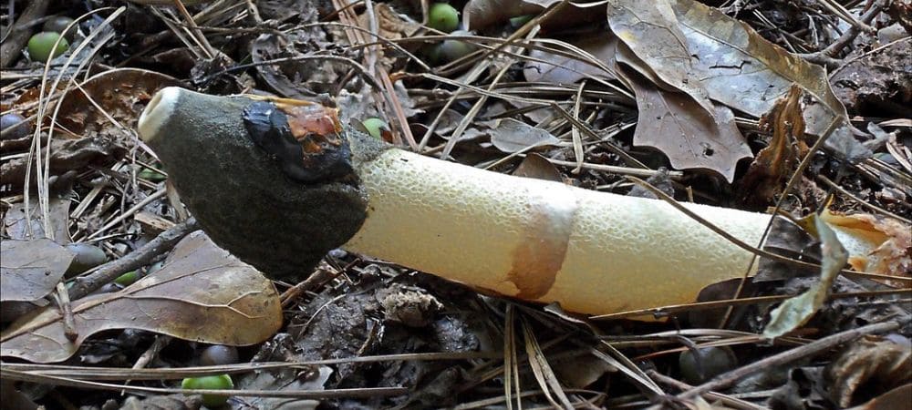 hongos penis envy