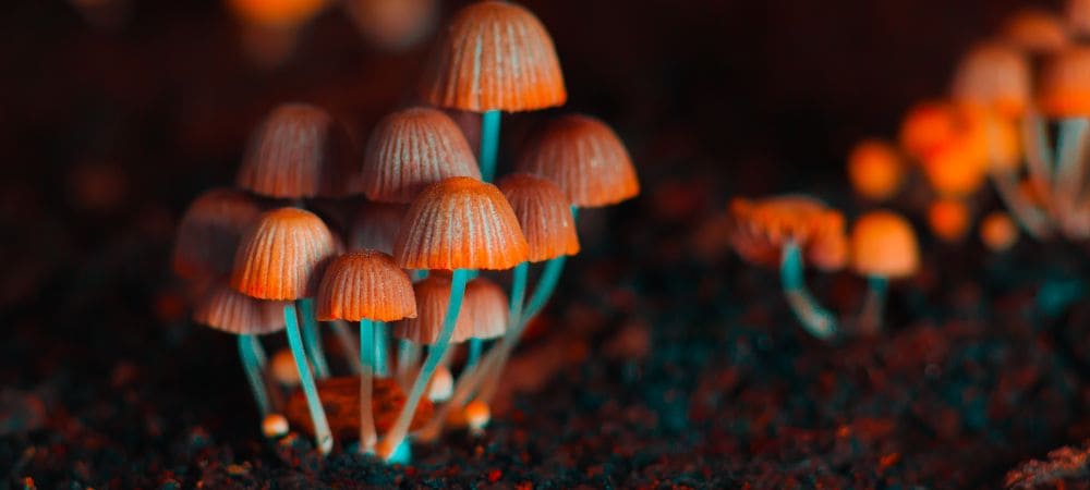 Sobredosis de hongos alucinógenos