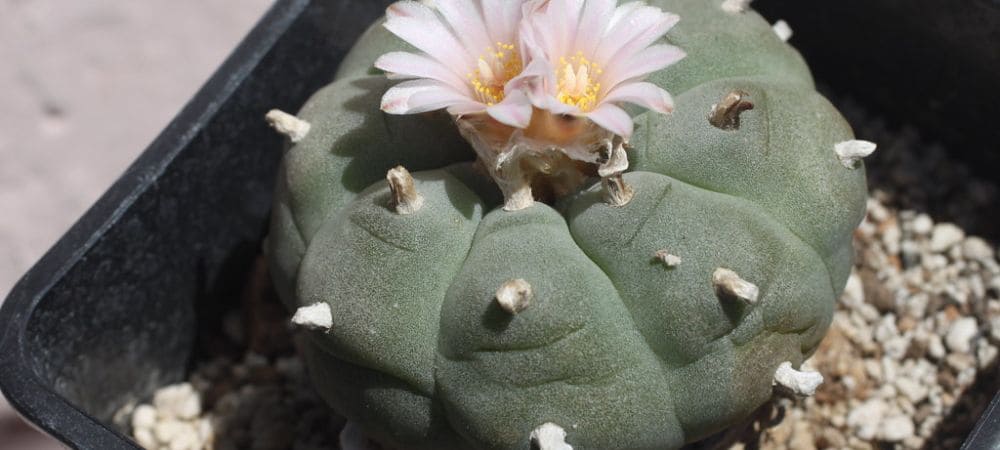 psicodélicos en Canadá peyote
