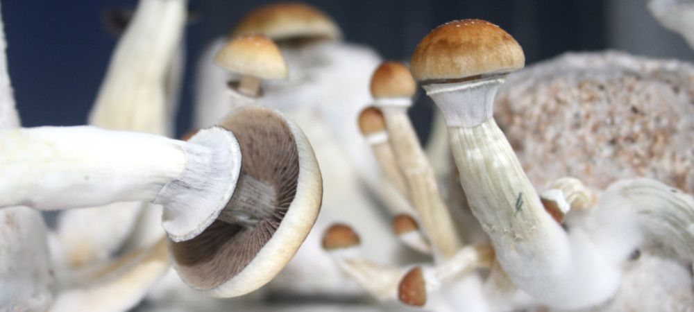 cultivo de hongos mágicos