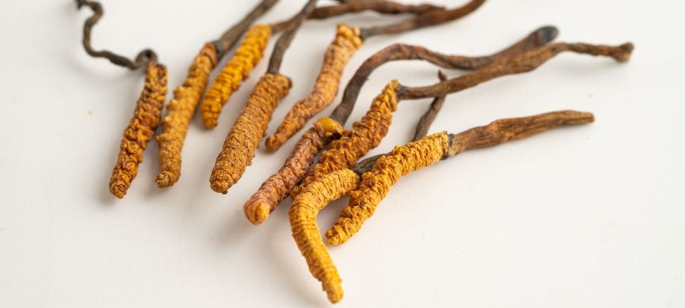 hongo cordyceps