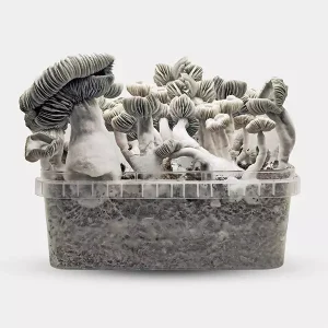Kit de Cultivo Setas Jack Frost