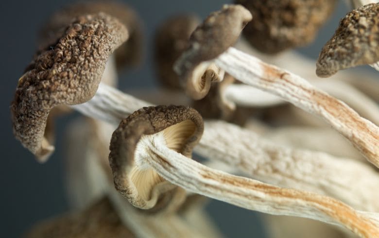 Los hongos mágicos son adictivos