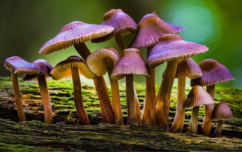 ¿Pueden los hongos psicodélicos desencadenar psicosis?
