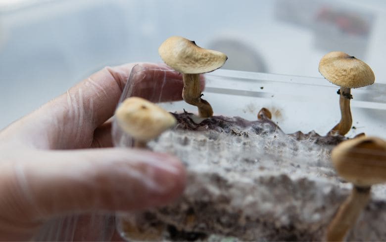 cepas de hongos