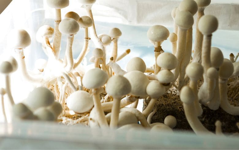 cultivo de hongos mágicos