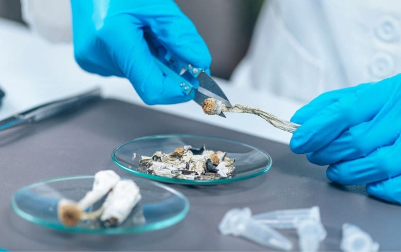 hongos psicodélicos en Oregón