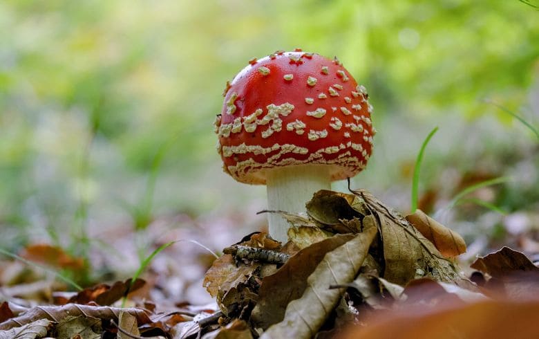 amanita muscaria efectos