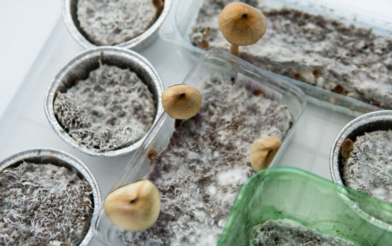 esporas de hongos mágicos