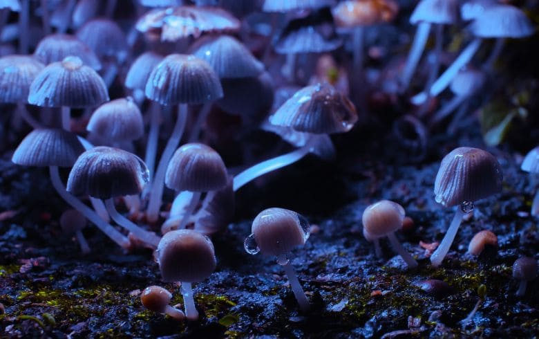 San Francisco despenaliza los psicodélicos