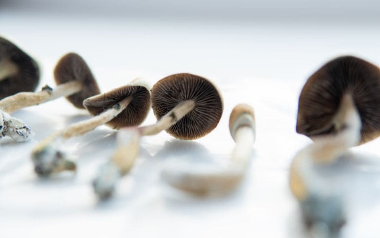 Hongos psicodélicos en terapias
