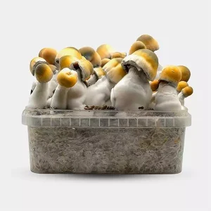 Kit de Cultivo Setas Bluey Vuitton