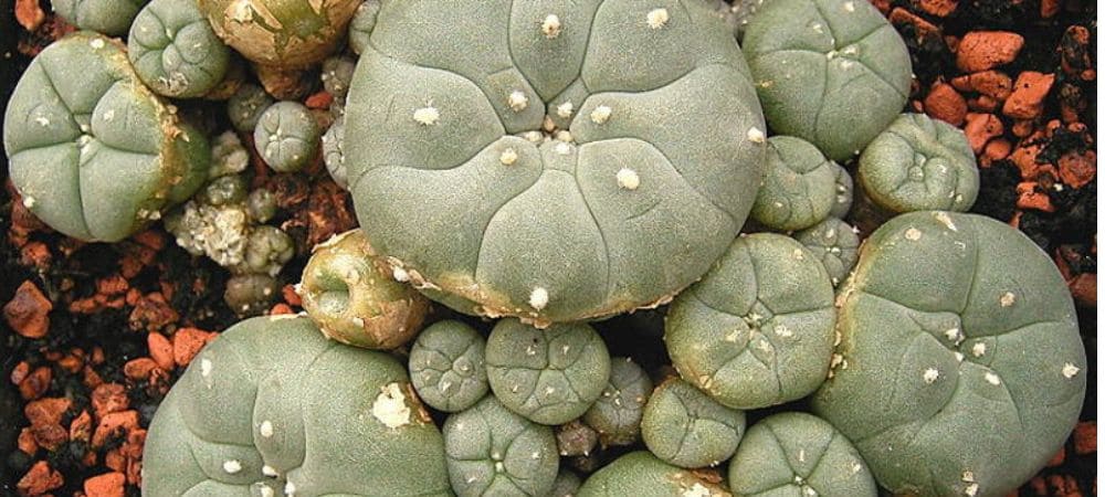 mescalina psicodélico