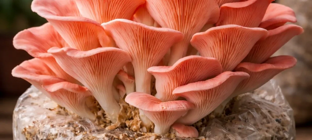 Grupo de setas rosa Pleurotus djamor cultivadas sobre sustrato en entorno controlado