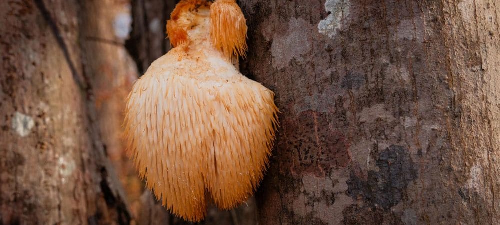  Setas melena de león creciendo de forma natural sobre el tronco de un árbol