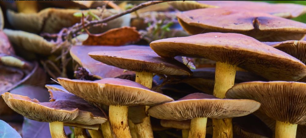 Clases de setas silvestres con láminas visibles y sombrero marrón en entorno natural
