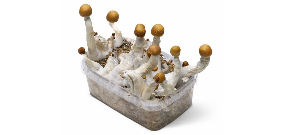 Kit de cultivo de Golden Teacher en plena fructificación dentro de recipiente