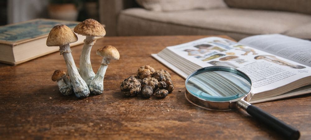 Setas y trufas asociadas al estudio y explicación de la psilocibina y la psilocina
