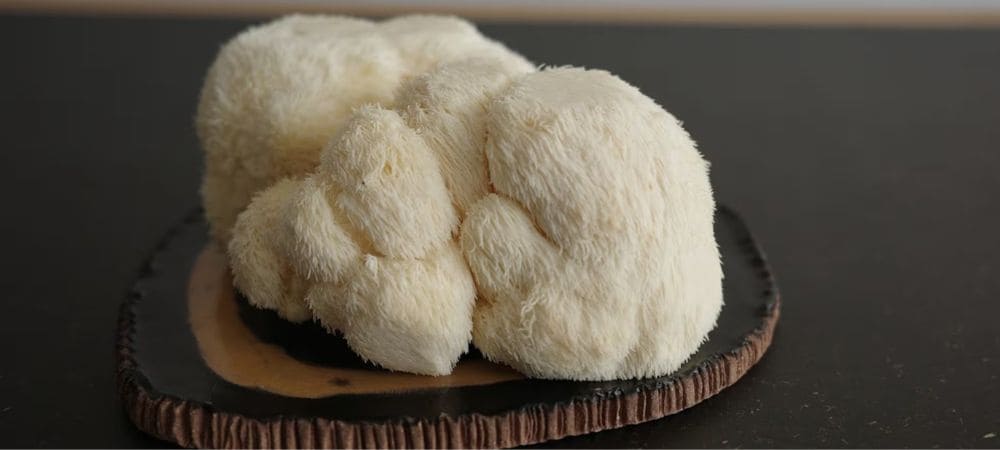 Setas melena de león frescas con su característica textura blanca y filamentosa
