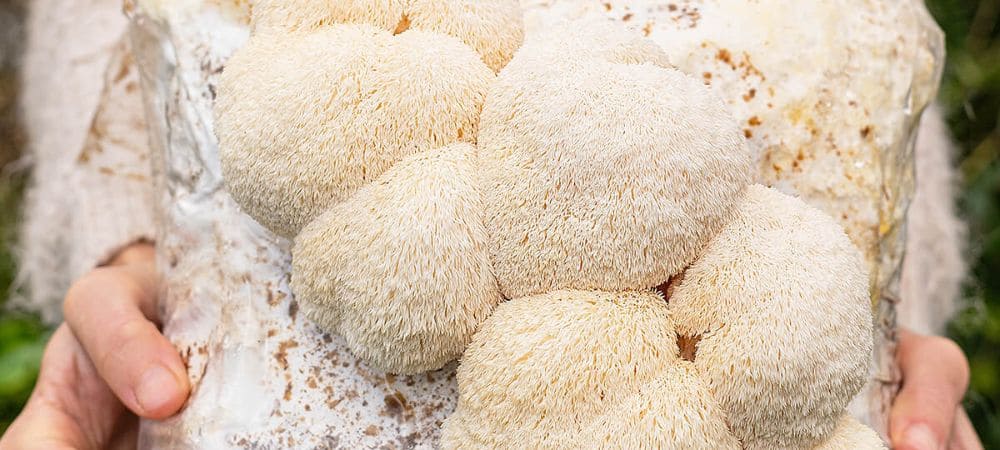 Setas melena de león recién cosechadas, apreciadas por su aspecto y calidad
