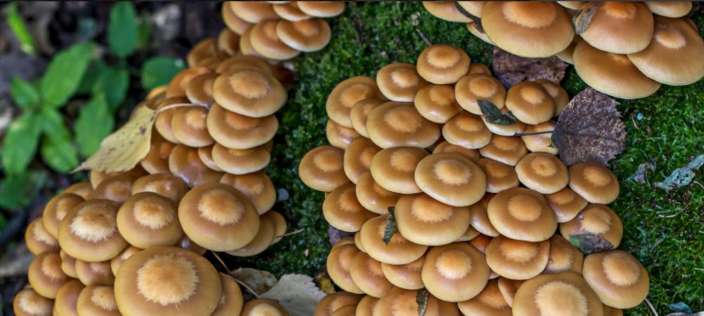 Variedades de setas  gymnopilus creciendo en grupo sobre musgo en bosque húmedo
