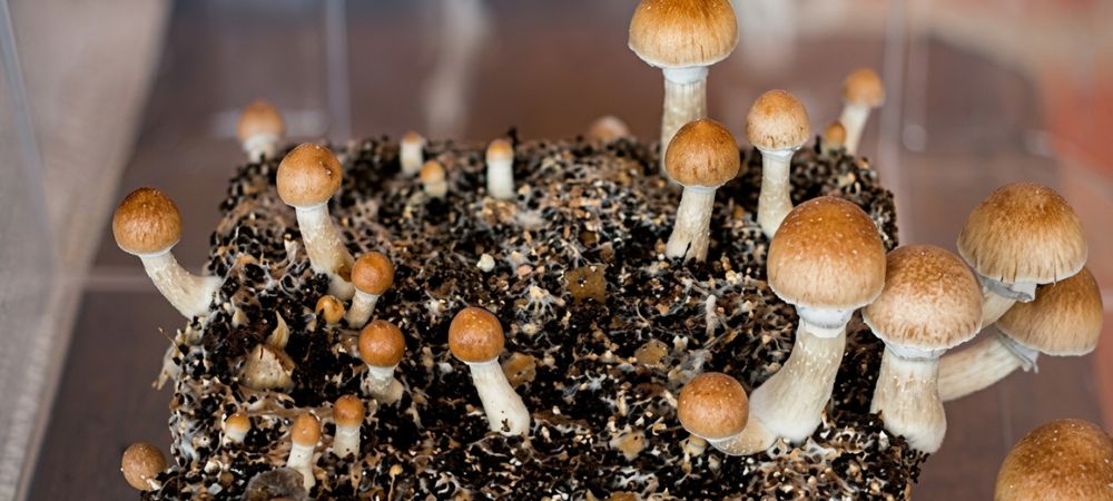cultivar setas alucinógenas en casa con pan de setas