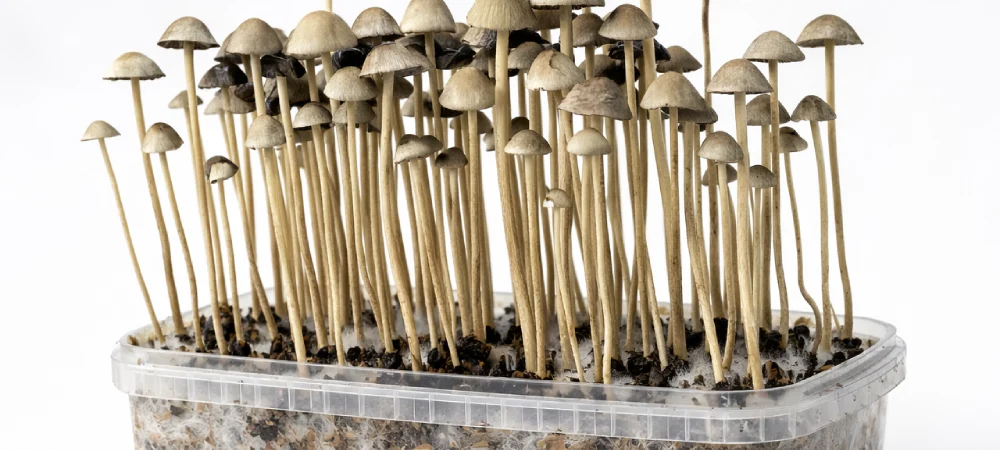 psilocybe cubensis en crecimiento setas altas en recipiente de cultivo