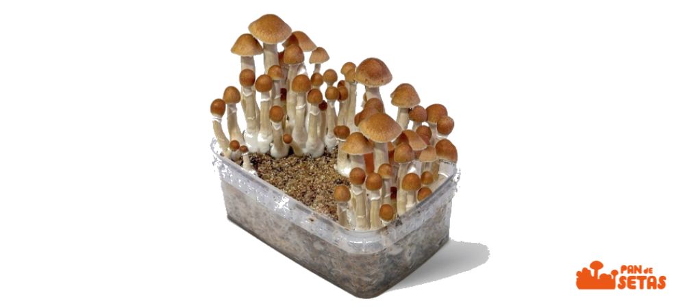 pan de setas Mckennaii en su máxima esencia