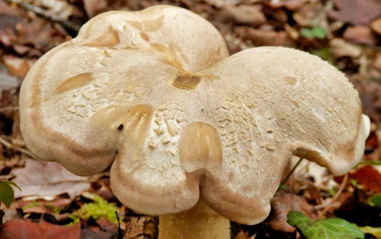 Entoloma lividum: cómo identificar la seta engañosa
