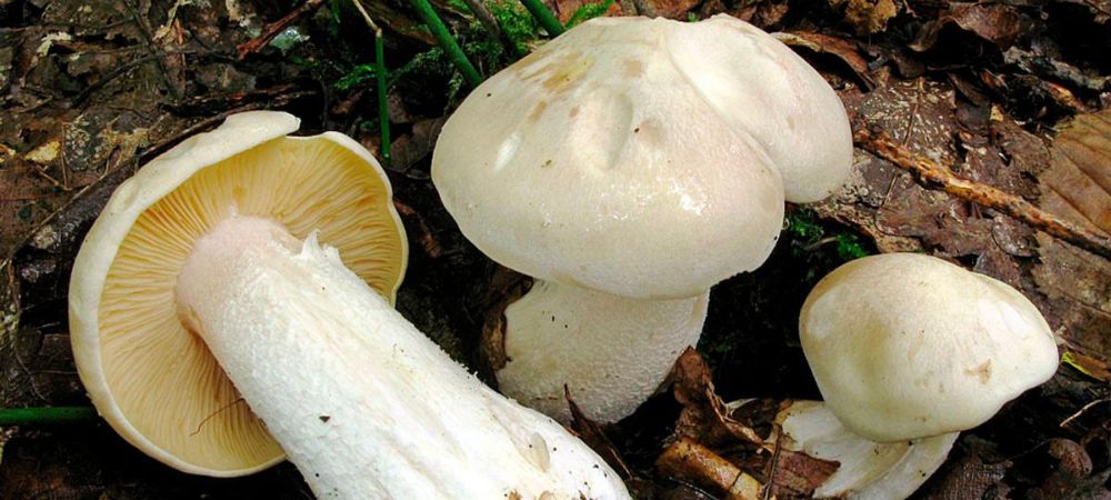 varios ejemplares de entoloma lividum entre hojas y madera