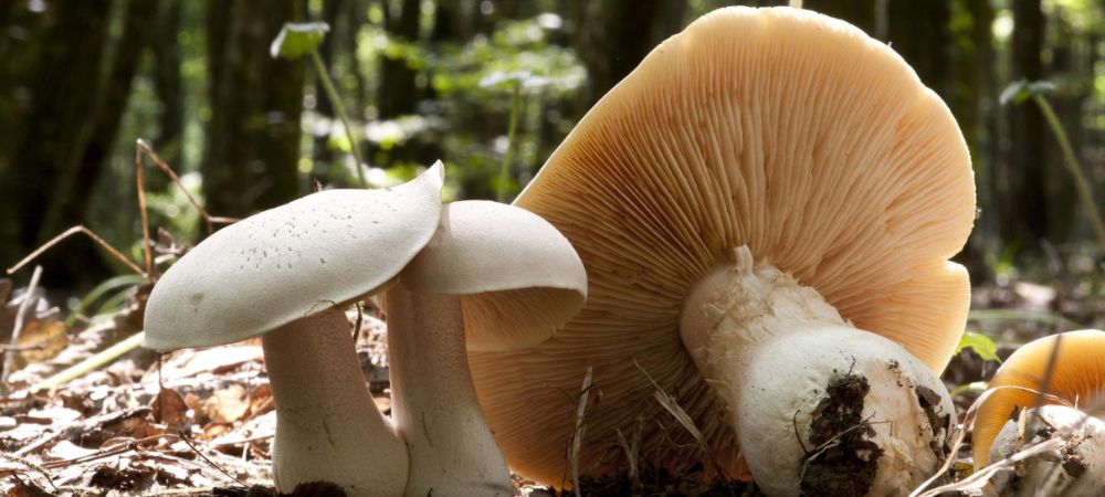 ejemplares de entoloma lividum en bosque con vista de sombrero y láminas