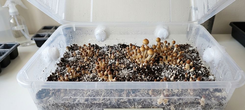 crecimiento de los primeros primordios en pan de setas alucinógenas en casa