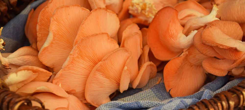 pleurotus rosa en cesta con su característico color salmón