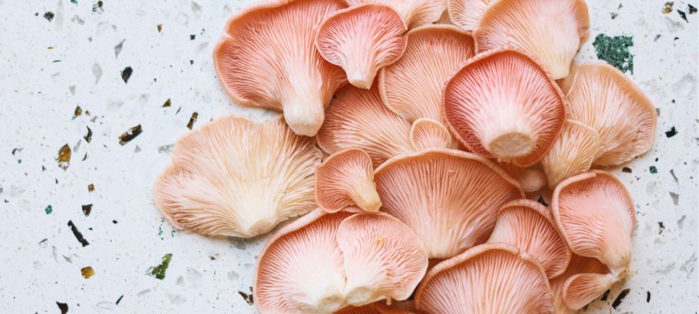 Setas rosadas pleurotus rosa recién recolectadas vistas desde la parte inferior.