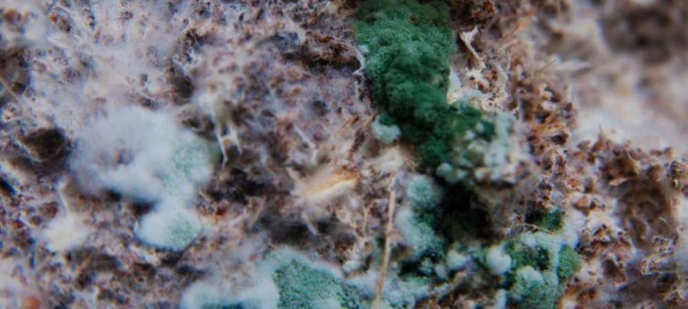 Primer plano del trichoderma en pan de setas actuando desde hace tiempo