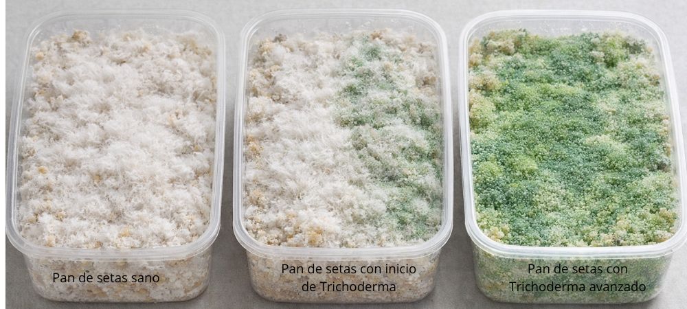 Imagen comparativa del avance del Trichoderma en pan de setas donde se pueden observar un pan de setas sano, otro con inicio de Trichoderma y otro más con el Trichoderma muy avanzado.
