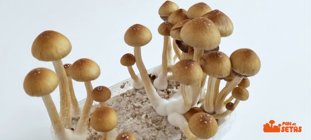 Variedad McKennaii de Psilocybe cubensis
