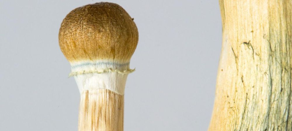 detalle de micelio azul en el tallo de una seta